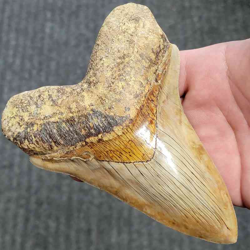 Fossil Indonesian Megalodon Teeth-INDO9 - Image 2