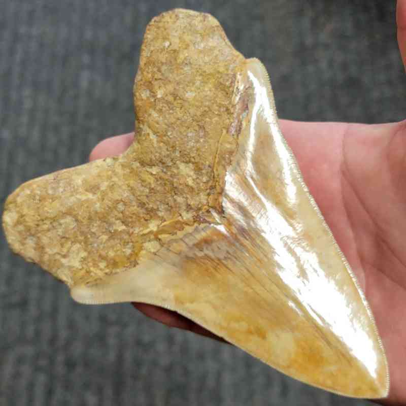 Fossil Indonesian Megalodon Teeth-INDO9 - Image 3