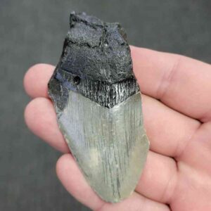 50% Complete Bargain Megalodon Shark Tooth - JTBAR50-12