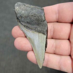 50% Complete Bargain Megalodon Shark Tooth - JTBAR50-13
