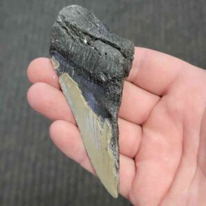 50% Complete Bargain Megalodon Shark Tooth - JTBAR50-29