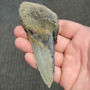 50% Complete Bargain Megalodon Shark Tooth - JTBAR50-30