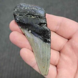 50% Complete Bargain Megalodon Shark Tooth - JTBAR50-32