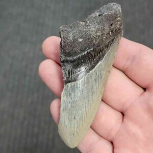 50% Complete Bargain Megalodon Shark Tooth - JTBAR50-38
