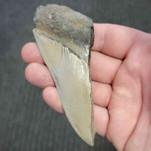 50% Complete Megalodon Teeth
