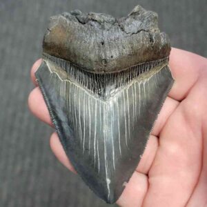 75% Complete Megalodon Shark Tooth - JTBAR75-11