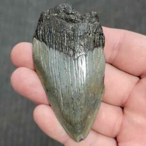 75% Complete Megalodon Shark Tooth - JTBAR75-13