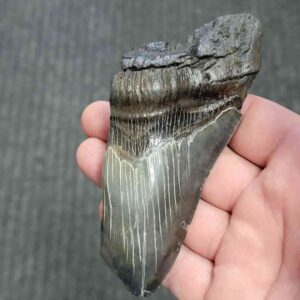 75% Complete Megalodon Shark Tooth - JTBAR75-19