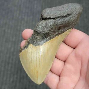 75% Complete Megalodon Shark Tooth - JTBAR75-24
