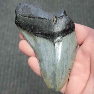 75% Complete Megalodon Shark Tooth - JTBAR75-53