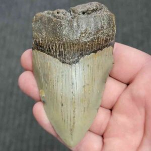 75% Complete Megalodon Shark Tooth - JTBAR75-57