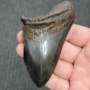 75% Complete Megalodon Shark Tooth - JTBAR75-73