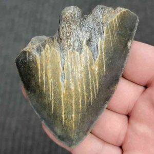 75% Complete Megalodon Shark Tooth - JTBAR75-74