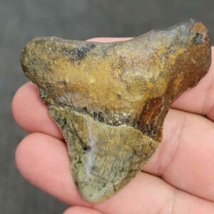90% Bargain Megalodon Shark Tooth - JTBAR90-11