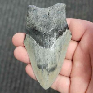 90% Bargain Megalodon Shark Tooth - JTBAR90-120