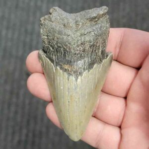 90% Bargain Megalodon Shark Tooth - JTBAR90-121