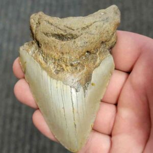 90% Bargain Megalodon Shark Tooth - JTBAR90-125