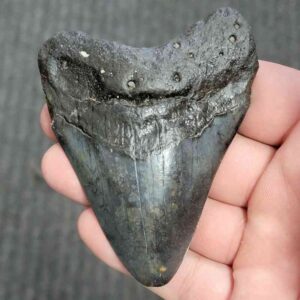 90% Bargain Megalodon Shark Tooth - JTBAR90-126