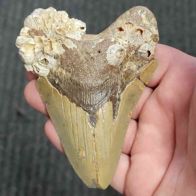 90% Bargain Megalodon Shark Tooth - JTBAR90-129