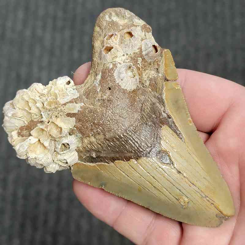 90% Bargain Megalodon Shark Tooth - JTBAR90-129 - Image 2