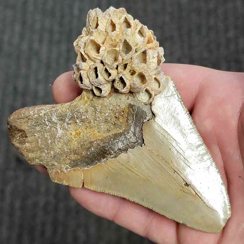 90% Bargain Megalodon Shark Tooth - JTBAR90-129 - Image 3