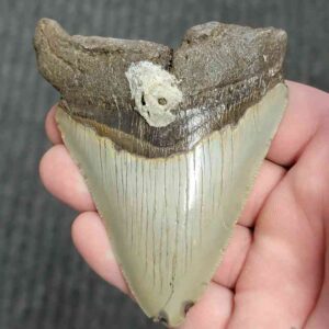 90% Bargain Megalodon Shark Tooth - JTBAR90-130