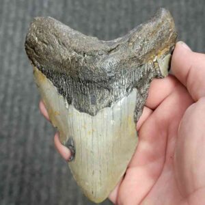 90% Bargain Megalodon Shark Tooth - JTBAR90-133