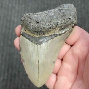 90% Bargain Megalodon Shark Tooth - JTBAR90-135