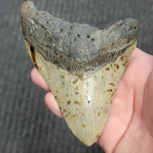 90% Bargain Megalodon Shark Tooth - JTBAR90-139