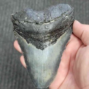 90% Bargain Megalodon Shark Tooth - JTBAR90-140
