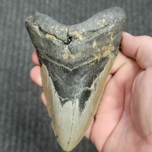 90% Bargain Megalodon Shark Tooth - JTBAR90-142