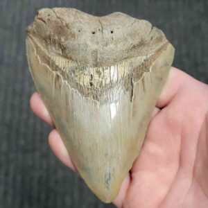 90% Bargain Megalodon Shark Tooth - JTBAR90-144