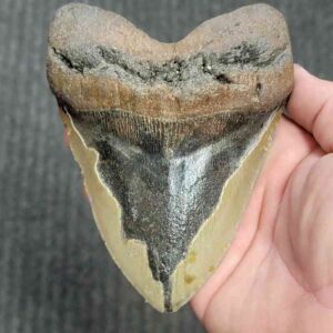 90% Bargain Megalodon Shark Tooth - JTBAR90-147