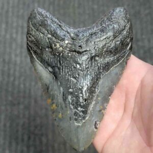 90% Bargain Megalodon Shark Tooth - JTBAR90-151