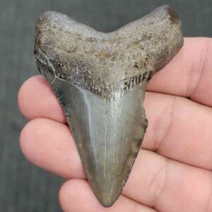 90% Bargain Megalodon Shark Tooth - JTBAR90-19