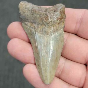 90% Bargain Megalodon Shark Tooth - JTBAR90-20