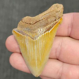 90% Bargain Megalodon Shark Tooth - JTBAR90-22