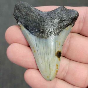 90% Bargain Megalodon Shark Tooth - JTBAR90-23