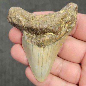 90% Bargain Megalodon Shark Tooth - JTBAR90-25