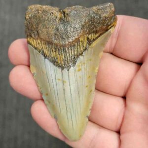 90% Bargain Megalodon Shark Tooth - JTBAR90-47