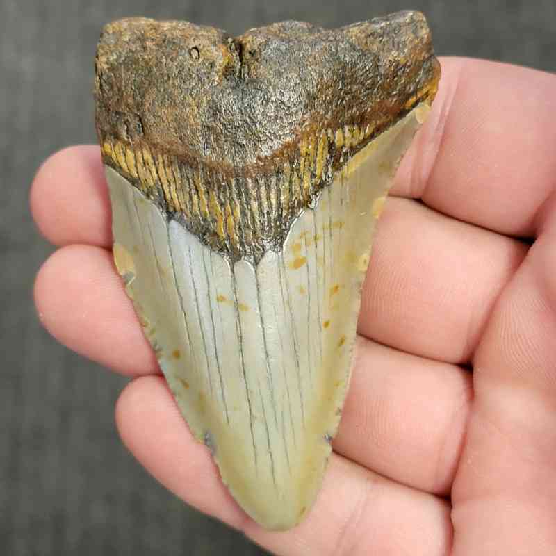 90% Bargain Megalodon Shark Tooth - JTBAR90-47