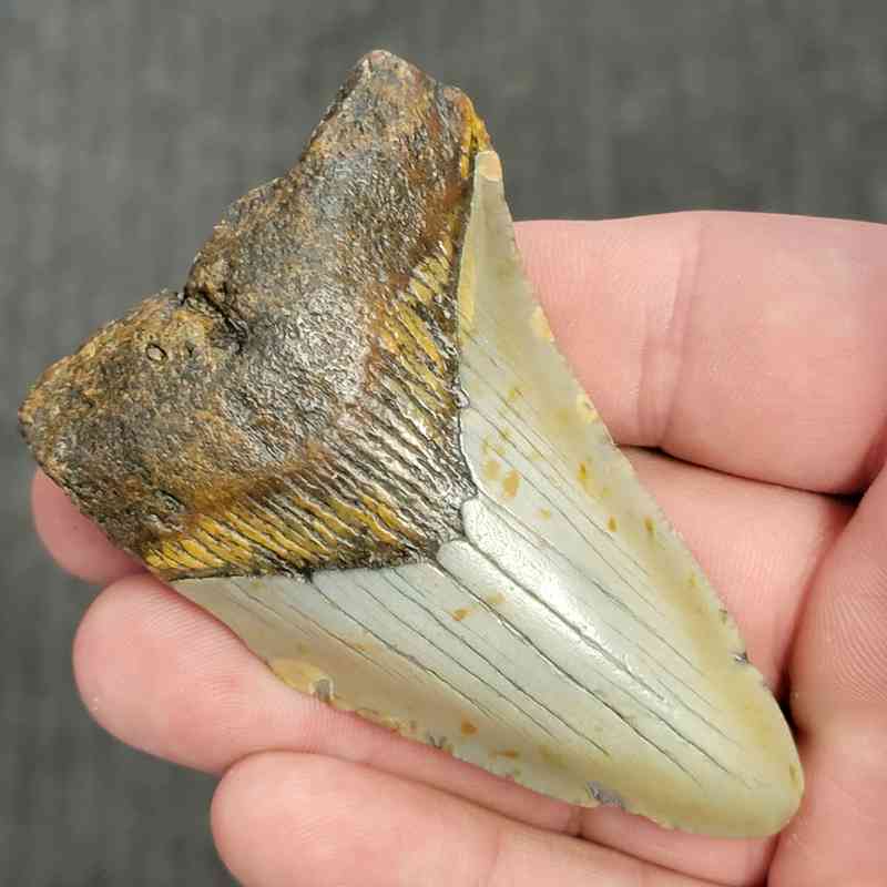 90% Bargain Megalodon Shark Tooth - JTBAR90-47 - Image 2