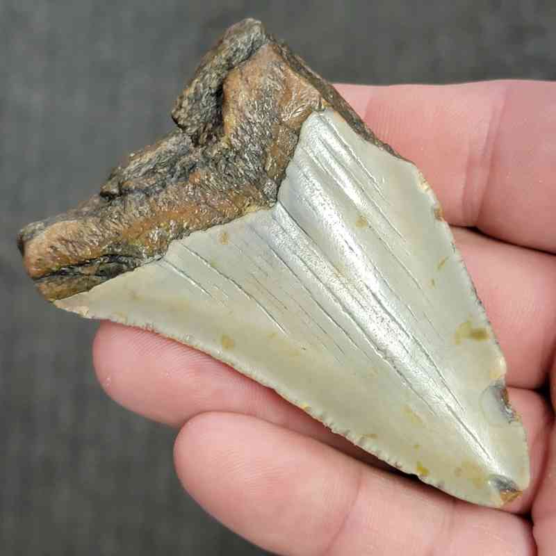 90% Bargain Megalodon Shark Tooth - JTBAR90-47 - Image 3