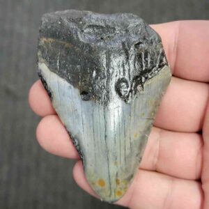 90% Bargain Megalodon Shark Tooth - JTBAR90-48