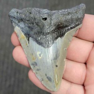 90% Bargain Megalodon Shark Tooth - JTBAR90-49