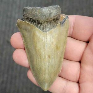 90% Bargain Megalodon Shark Tooth - JTBAR90-57