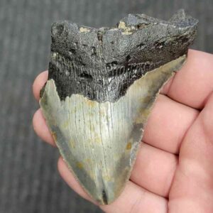 90% Bargain Megalodon Shark Tooth - JTBAR90-58