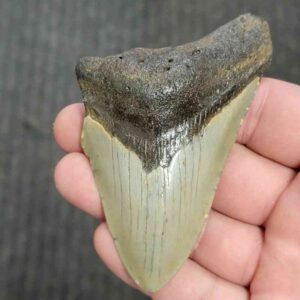 90% Bargain Megalodon Shark Tooth - JTBAR90-59