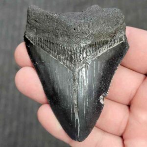 90% Bargain Megalodon Shark Tooth - JTBAR90-65