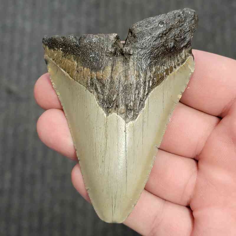 90% Bargain Megalodon Shark Tooth - JTBAR90-67
